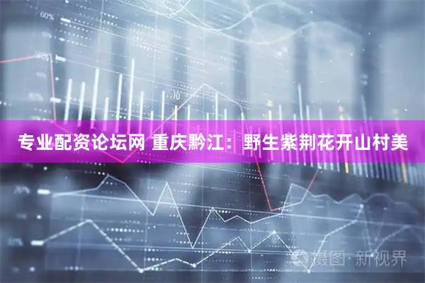 专业配资论坛网 重庆黔江：野生紫荆花开山村美